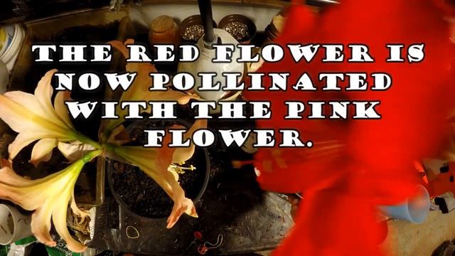 How To Pollinate Amaryllis For Seeds смотреть онлайн