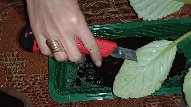 Глоксиниям пора спать. Укоренение черенков и листьев. смотреть онлайн