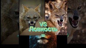 Шакал против Койота