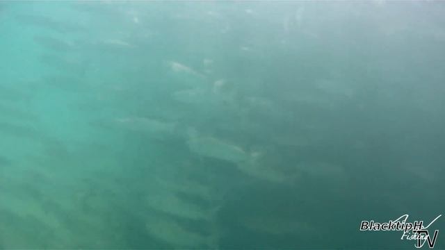 Tarpon Crashing Mullet смотреть онлайн