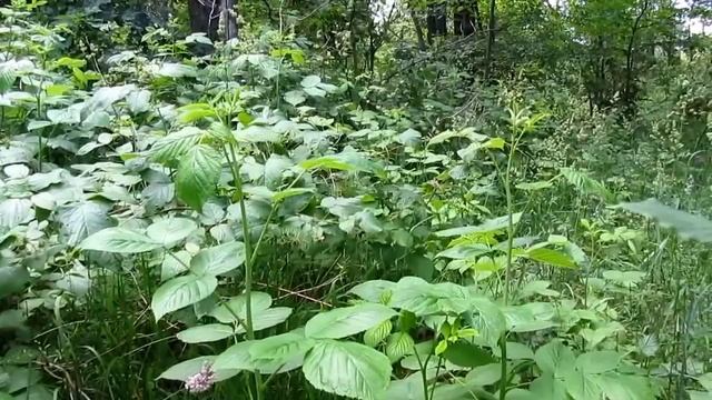 Как цветёт папоротник на Ивана Купала) смотреть онлайн