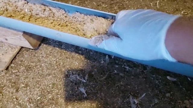 Как легко перевести бройлера на мешанку, мой метод кормления бройлеров мешанками в домашних условия смотреть онлайн