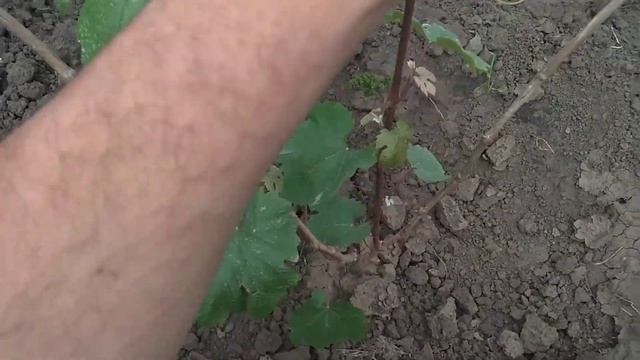 Бешенный рост винограда от этого. смотреть онлайн