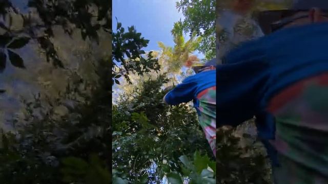 Wrestling a 2 meter python out of a tree ? and a close call with a dog!! ? смотреть онлайн