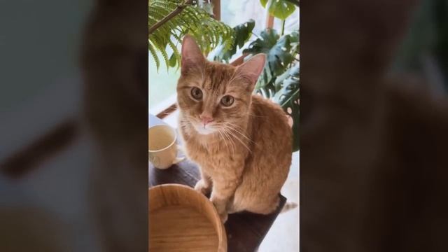 Последние моменты Симбочки Младшего...