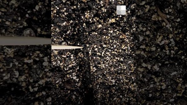 Как вырастить лук из семян и получить богатый урожай | NGS.RU