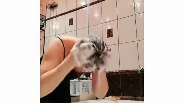 СУХИЕ ШАМПУНИ ГРИНВЕЙ смотреть онлайн