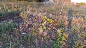 Эти дыни больше не посажу и вам не советую. Дыни, арбузы. Что выросло. Обзор.