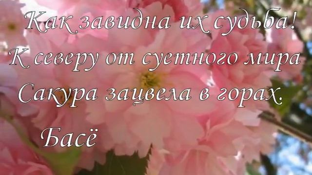Цветение сакуры Ханами смотреть онлайн