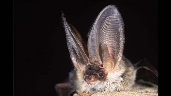 Работа микрофона HyperX Cloud Core Wireless