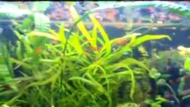 platike 2 смотреть онлайн
