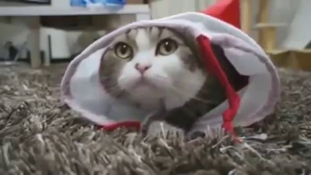Смешное видео про котов! Лучшие видео приколы про кошек! 2017 смотреть онлайн