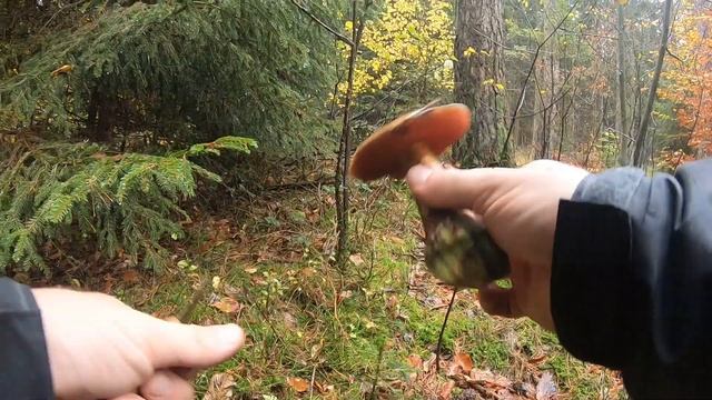 Жонглирование и Акробатика