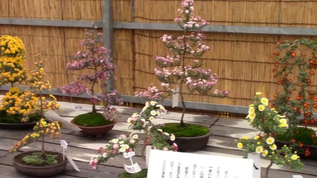 Выставка цветов в Японии. смотреть онлайн