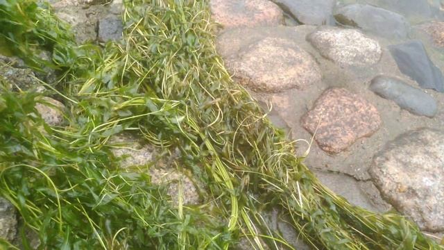 Водяная петрушка обзор смотреть онлайн