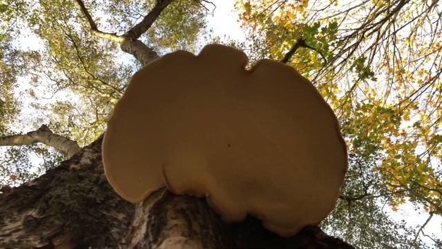 Birch bracket on silver birch tree - October 2020 смотреть онлайн