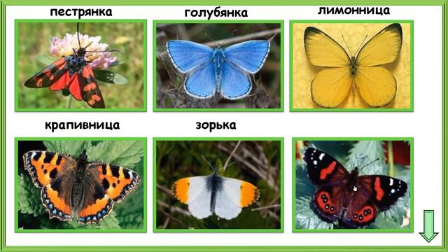 Почему мы не будем рвать цветы и ловить бабочек? смотреть онлайн