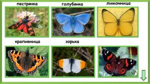 Почему мы не будем рвать цветы и ловить бабочек?