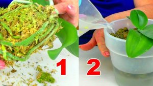 Полная инструкция по пересадке орхидеи, и поливе орхидеи после пересадки.