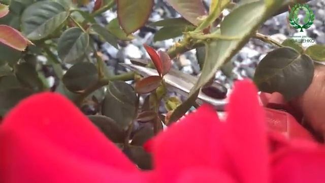 Розы в аномальную жару в Средней Полосе. Внеплановая обрезка Роз. Чайно-гибридные, Гийо, Английские смотреть онлайн