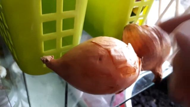 Самое лучшее удобрение для цветов... смотреть онлайн