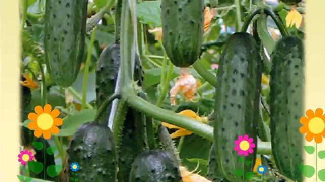 Огурец (Карусель). Краткий обзор: Огурец описание характеристик, где купить семена смотреть онлайн