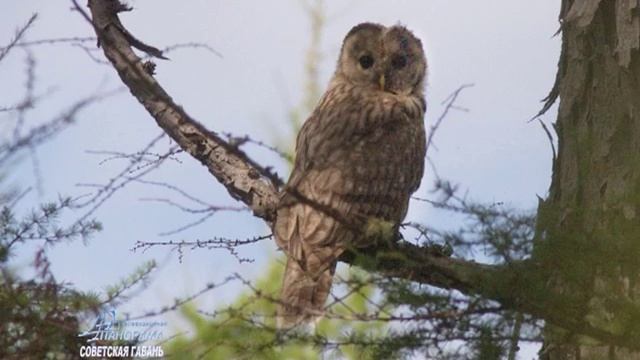 Заповедник "Ботчинский". Дикуша или Каменный рябчик. ноябрь 2016г. смотреть онлайн