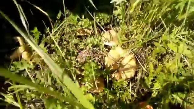 Рыжики. Собираем грибы рыжики в помосковье (Эпизод 2 из 7) смотреть онлайн