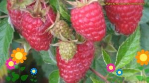 Малина обыкновенная Карамелька. Краткий обзор, описание характеристик, где купить рассада rubus dae