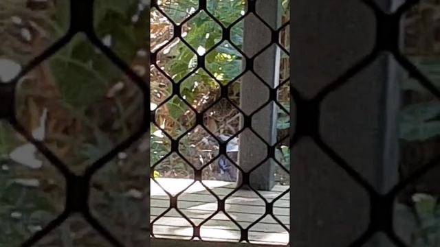 #kookaburra #feeding and #playing (2) смотреть онлайн