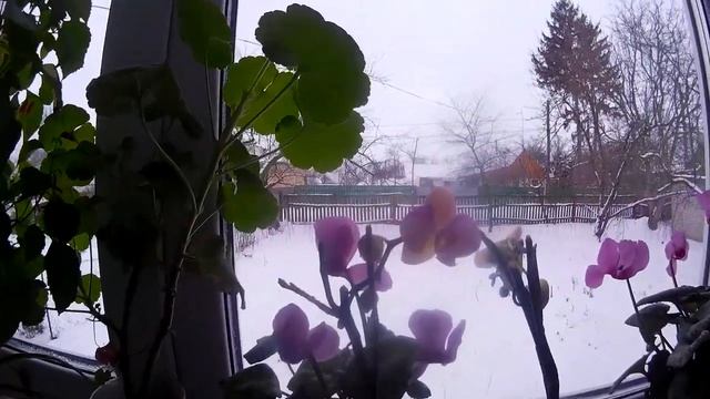Орхидеи и другие цветы на окне зимой Orchids and other flowers on the window in winter смотреть онлайн