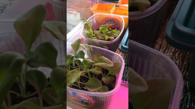 Огурцы ведрами на подоконнике. Пересаживаю землянику, петунии. смотреть онлайн