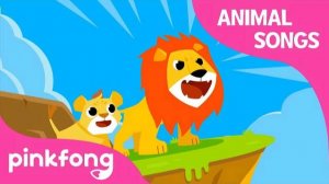 Lion Lessons | Animal Songs | Learn Animals | Pinkfong Animal Songs for Children