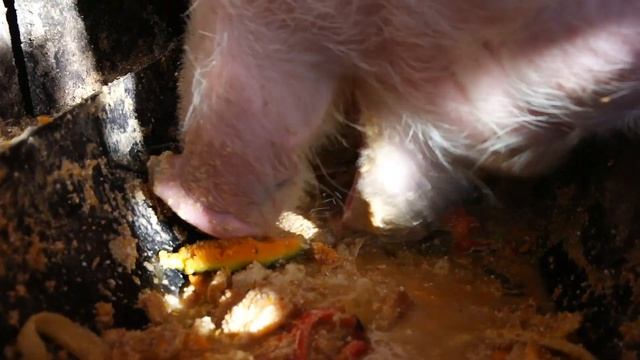 ? What does pig eat? / Что ест свинья? / ¿Qué come el cerdo? / Как свинья ест? ASMR pig / Что это? смотреть онлайн