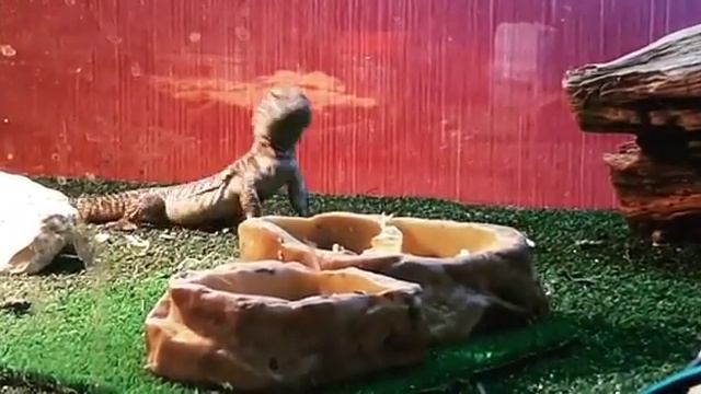 "Крутой перец"-шипохвост смотреть онлайн