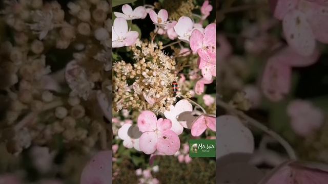 Лето биолога (2021) #МирВокруг