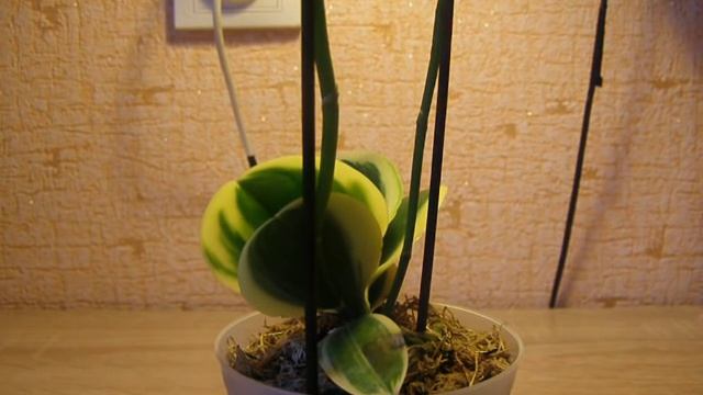 Орхидея Sogo Vivien. Чернеет листик. Что делать?