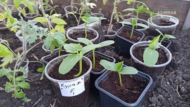 РАССАДА ОГУРЦОВ КУРАЖ И ЩЕДРИК смотреть онлайн