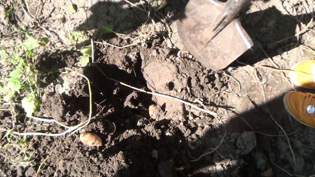 Она копала картошку