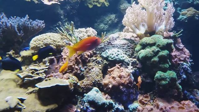 Коралловые рифы восточно африканского побережья смотреть онлайн