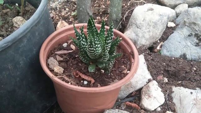 Zebra Kaktüs - Haworthia Reinwardtii