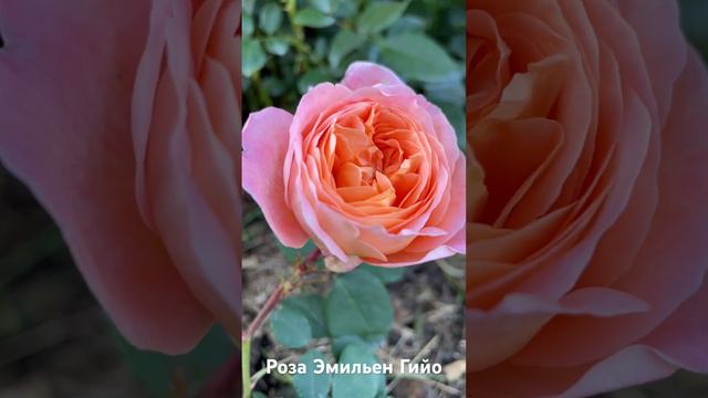 Роза Эмма Гамильтон/ rose Emma Hamilton #садоводство #розы #розарий #roses #цветы смотреть онлайн