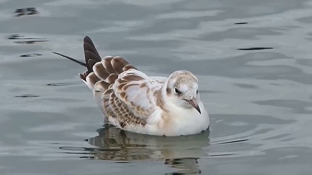 Белокрылые Чайки Моя Забава !!! 2653 HD смотреть онлайн