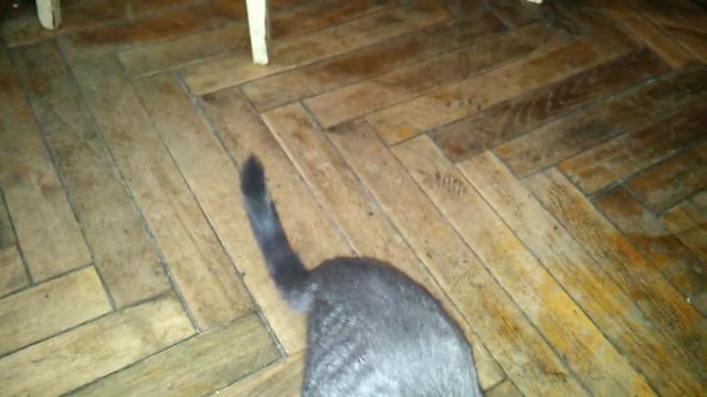 Котэ, розовые пятна и немного о Fenix ) смотреть онлайн