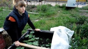 Результаты роста огурцов в бочке и ящике. Посадка выращивание подкормка уход полив огурцы.