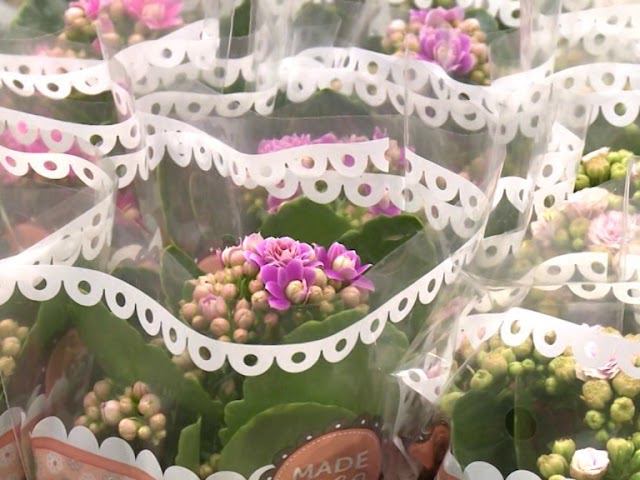 Живые цветы в Новосибирске в КОЛОРЛОН ВТД смотреть онлайн