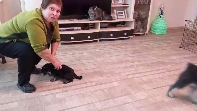 ЦВЕРГШНАУЦЕР(5) смотреть онлайн