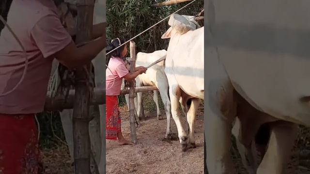 Breeding local cows to increase the number of cows for locals смотреть онлайн