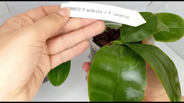 Из мха в кору (октябрь) смотреть онлайн