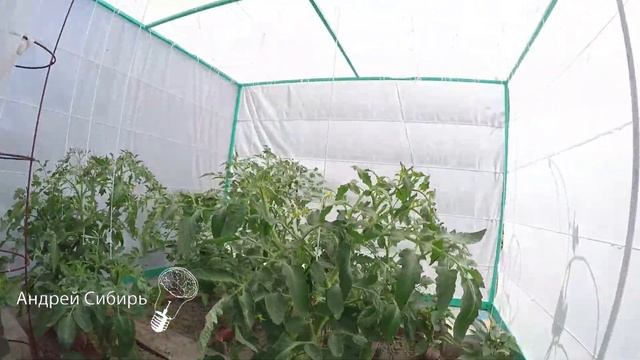 КОЛЬЦЕВАНИЕ ПОМИДОР,САМАЯ ЛЁГКАЯ И ЭФФЕКТИВНАЯ ПОДВЯЗКА ДЛЯ ВЫСОКИХ КУЛЬТУР ПОМИДОР, ОГУРЦА,ПЕРЦА. смотреть онлайн